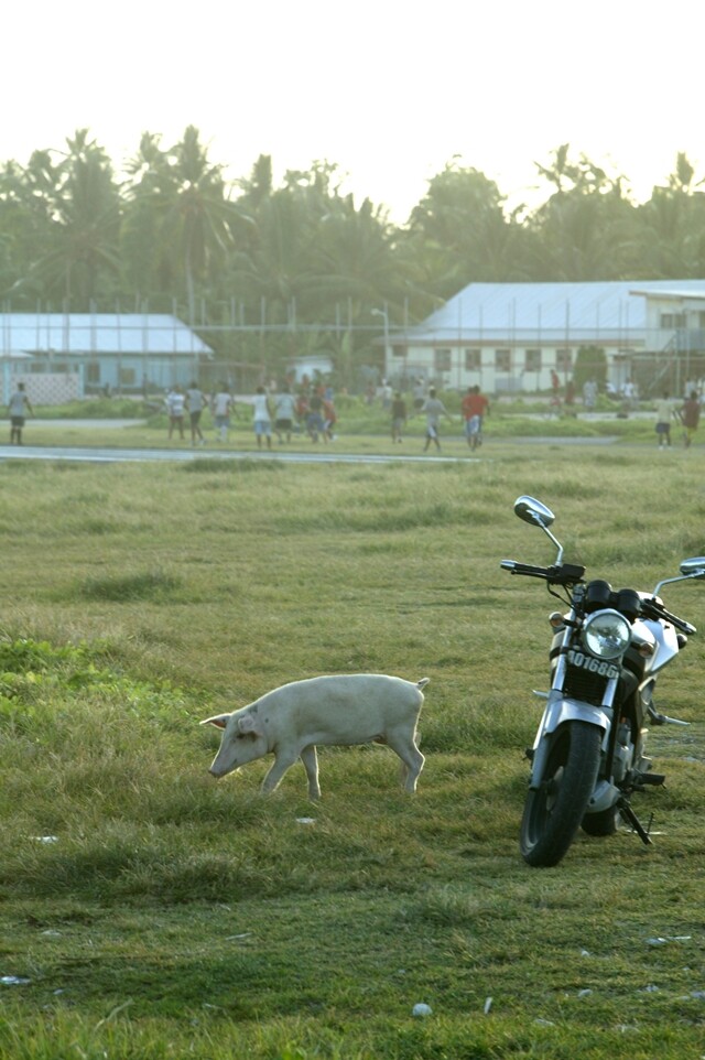 투발루 수도 푸나푸티의 공항 잔디밭에서 돼지가 거닐고 있다. 류우종 기자