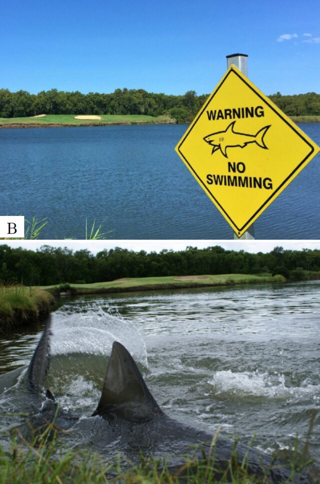Uma placa dentro do campo de golfe alerta sobre o perigo dos tubarões-touro (acima) e uma foto de tubarões-touro se aproximando da beira da lagoa em 2012. Fornecido por Peter Gusman e Carbrook Golf Course