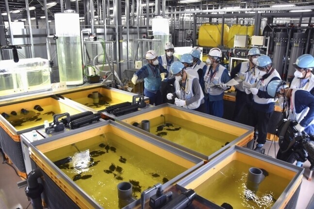 Inspection of tanks full of diluted contaminated water in which TEPCO is keeping flounder and abalone, shown here in an undated photo, was also a part of the inspections by Taiwan and Pacific Island teams. (Yonhap)