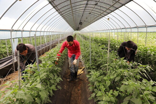Seasonal migrant workers tend to crops at a farm in Goesan, North Chungcheong Province. (courtesy of Goesan County)