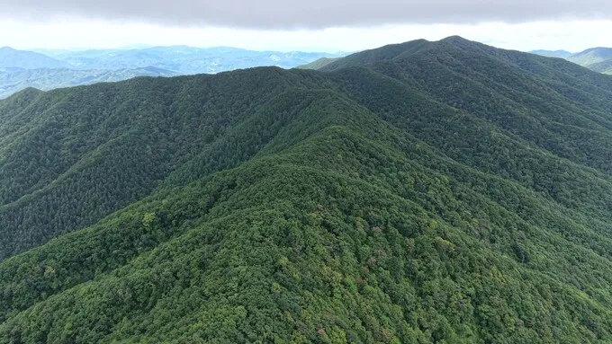 Un Propriétaire Forestier Sud-coréen De 76 Ans Demande Volontairement La Protection De Son Bois Privé