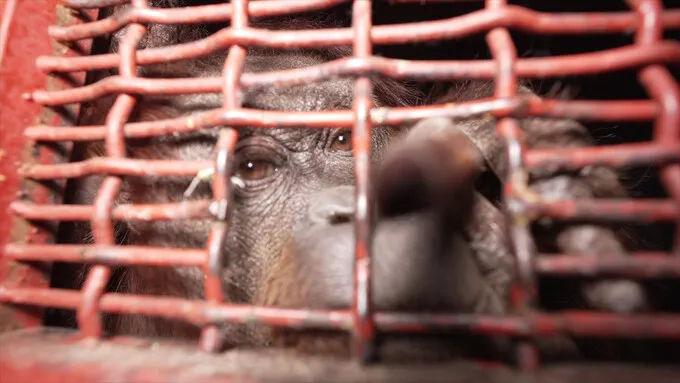Animal rights groups demand sanctuaries for South Korea's great apes