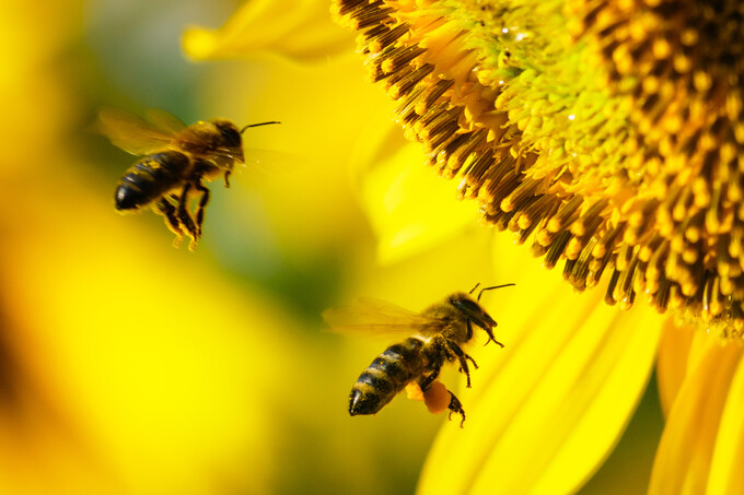 지난 19일(현지시각) 미국 뉴욕주 뉴욕대에서 열린 ‘동물 의식의 새로운 과학’ 콘퍼런스에서 학자 수십명이 참여한 ‘동물 의식에 관한 뉴욕 선언’이 발표됐다. 꿀벌은 나무 공을 굴리는 놀이 행동이 관찰된 동물이다. 게티이미지뱅크