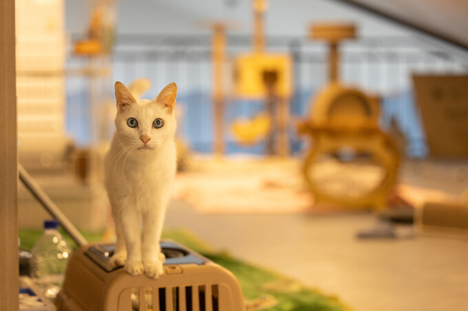 제주 ‘고양이 도서관’ 운영 기금 마련을 위한 ‘고양이 예술제’가 오는 11월1일 제주시 ‘에땅블루제주 갤러리’에서 열린다. 제주동물권행동 나우 제공