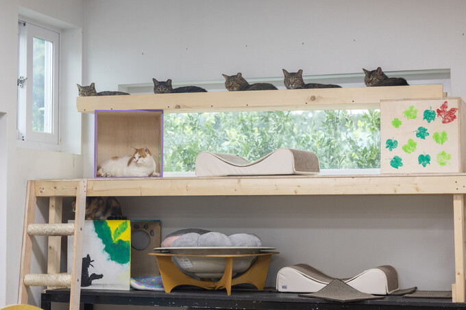 제주 ‘고양이 도서관’ 운영 기금 마련을 위한 ‘고양이 예술제’가 오는 11월1일 제주시 ‘에땅블루제주 갤러리’에서 열린다. 사진은 ‘고양이 도서관’으로 이주한 마라도 고양이와 구조묘들. 제주동물권행동 나우 제공