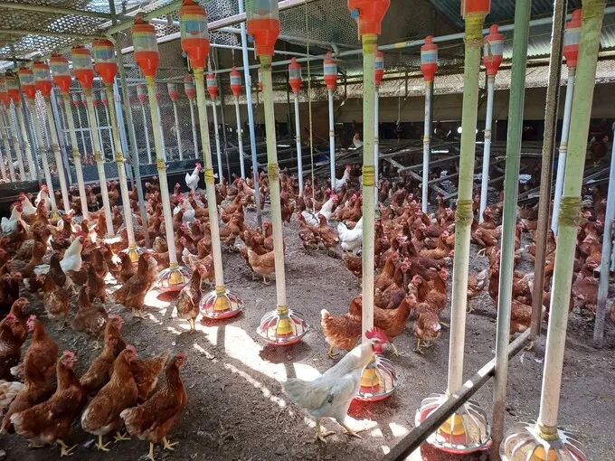 가금류 21만마리, 돼지 1만6천마리 폐사…불지옥 된 …