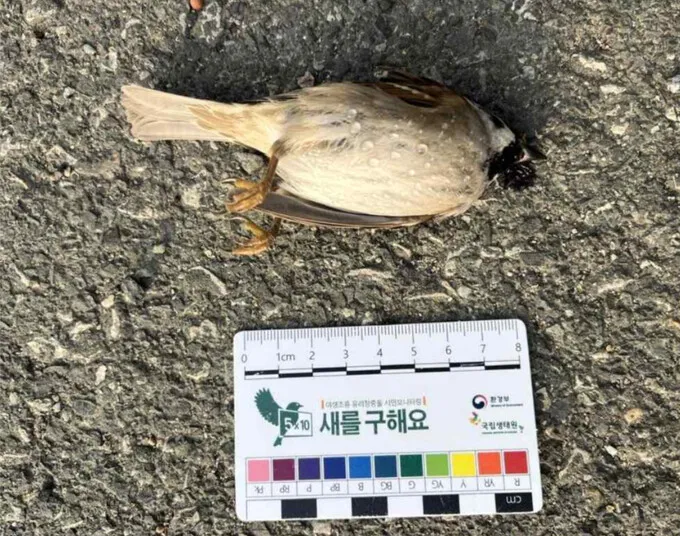 [단독] 1분에 새 15마리 '투명 벽'에 부딪혀 사망...조류 충돌 저감 조... - 뉴스 썸네일 이미지