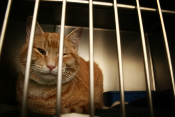 사람 위해 귀 멀고 죽어간 실험실의 고양이들 : 인간과동물 : 인간과동물 : 애니멀피플 : 뉴스 :