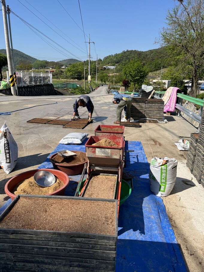 마을에서 볍씨를 파종하는 모습.