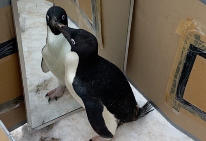 거울 속 자기 모습을 유심히 들여다보는 아델리펭귄. 팔이나 머리를 휘두르면서 거울에 눈을 떼지 못했지만 쪼거나 거울 뒤로 돌아가는 행동은 하지 않았다. 프라비르 고쉬 다스티다르/바이오아카이브 제공
