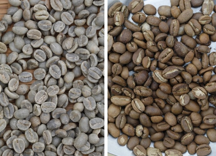 드디어 모습을 드러낸 생두. ‘그린빈’이라고도 한다(왼쪽). 볶은 커피콩. 대개 ‘원두’라고 한다.