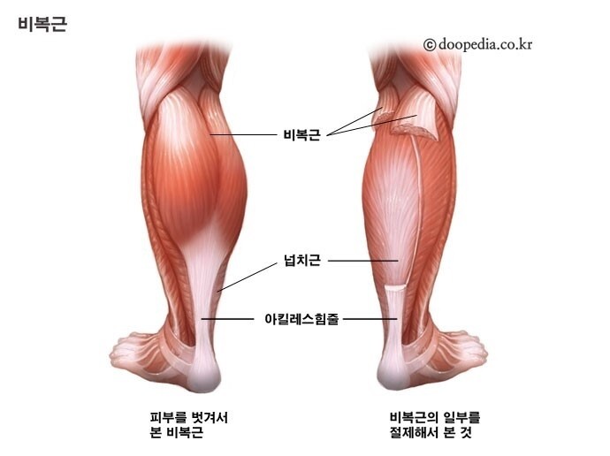 무릎 뒤쪽엔 두 가지 근육이 있다. 하나는 장딴지근(비복근), 다른 하나는 가자미근(넙치근, 비장근)이다. 두산백과