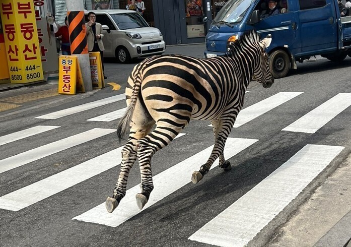 A zebra that escaped from Seoul Children’s Grand Park in the city’s Gwangjin District roams around a commercial area on March 23. (courtesy of a reader)