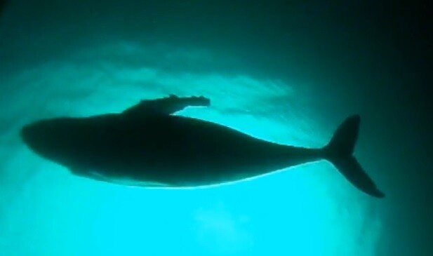 초광각 카메라에 잡힌 잠든 혹등고래의 모습. 수심 11m에서 지느러미를 움직이지 않은 채 3마리가 표류했다. 고베대 동영상 갈무리