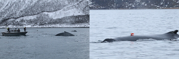 고베대 연구진이 노르웨이 해안에서 혹등고래의 등에 초광각 비디오카메라를 단 데이터 로거를 부착하고 있다. 고베대 제공