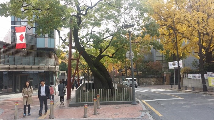 A pagoda tree over 560 years old in front of the Canadian Embassy