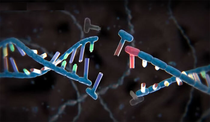 크리스퍼 유전자 가위에 의해 절단된 디엔에이(DNA)를 형상화한 그림. 유튜브 갈무리