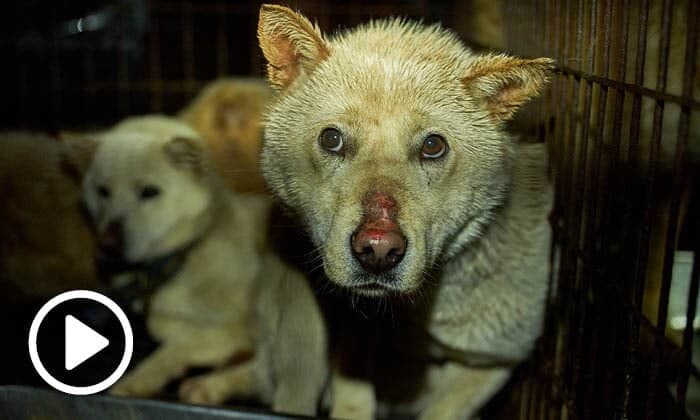 [영상] 개 도살장에서 벌어지는 '고통사'…개 식용 산업의 실체 : 인간과동물 : 인간과동물 : 애니멀피플 : 뉴스 : - Vimarsana News