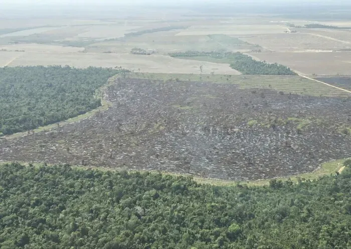 Vast swaths of the forest have been left burnt and black in the vicinity of bean farms in Paragominas, Brazil, as seen on Nov. 13, 2025. (Ock Kee-won/Hankyoreh)