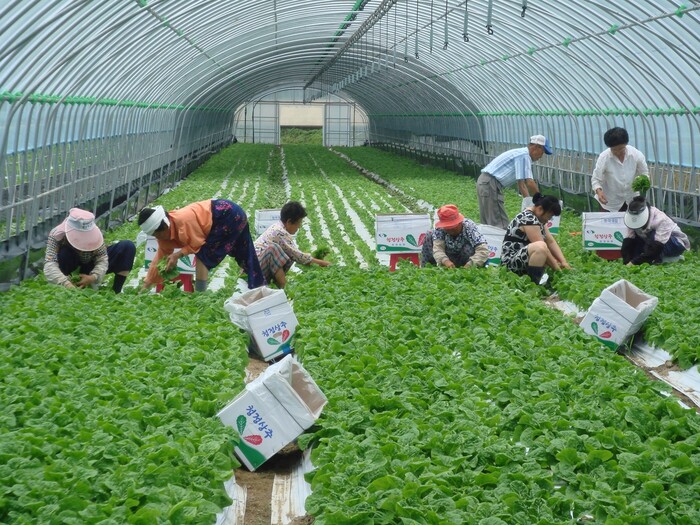 전북 완주의 한 농장에서 농민들이 상추를 수확하고 있다. 완주군 제공