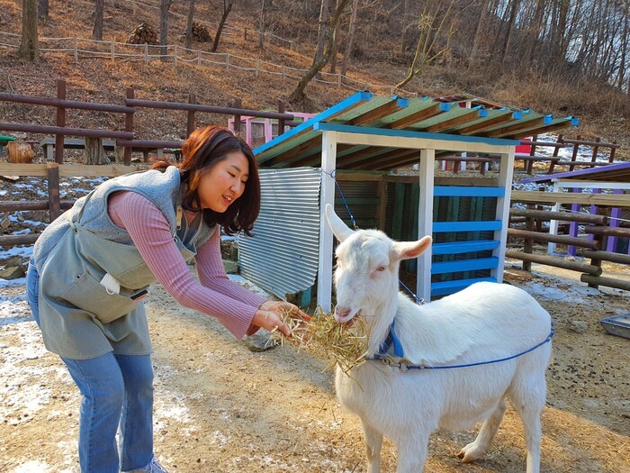 Song Mi Na, CEO da Dream Garden Healing Farm, Haewol-ri, Soyang-myeon, Wanju-gun, Jeollabuk-do, dá feno a uma cabra no décimo dia.  Por Jeong Dae Ha
