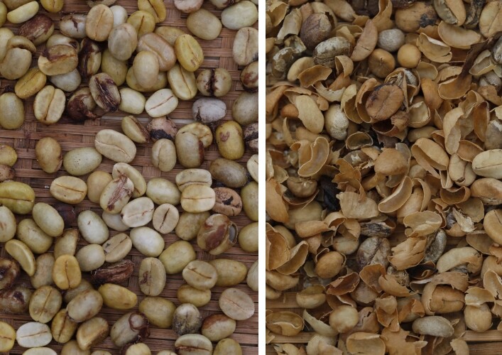 커피열매에서 과육을 벗겨낸 내과피. ‘파치먼트’라고 한다(왼쪽). 파치먼트를 다시 한번 벗겨낸 껍질.