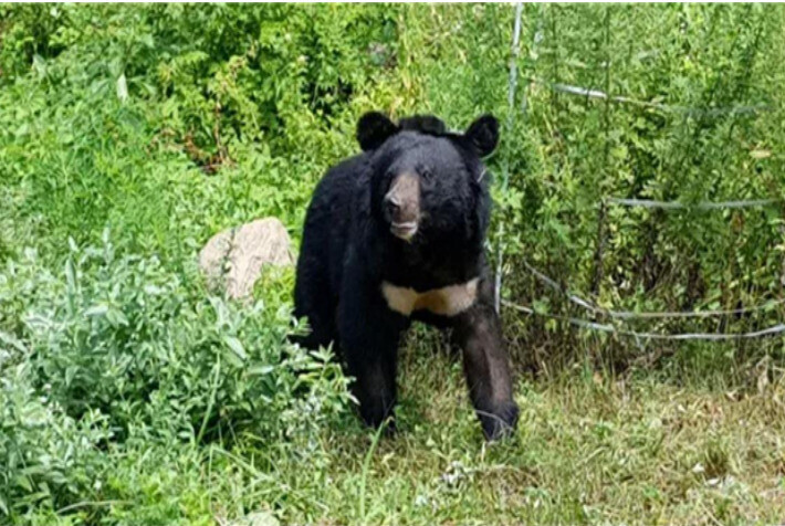 2018년 앞다리 골절 수술 뒤 재활 중인 반달가슴곰 오삼이. 국립공원공단 제공