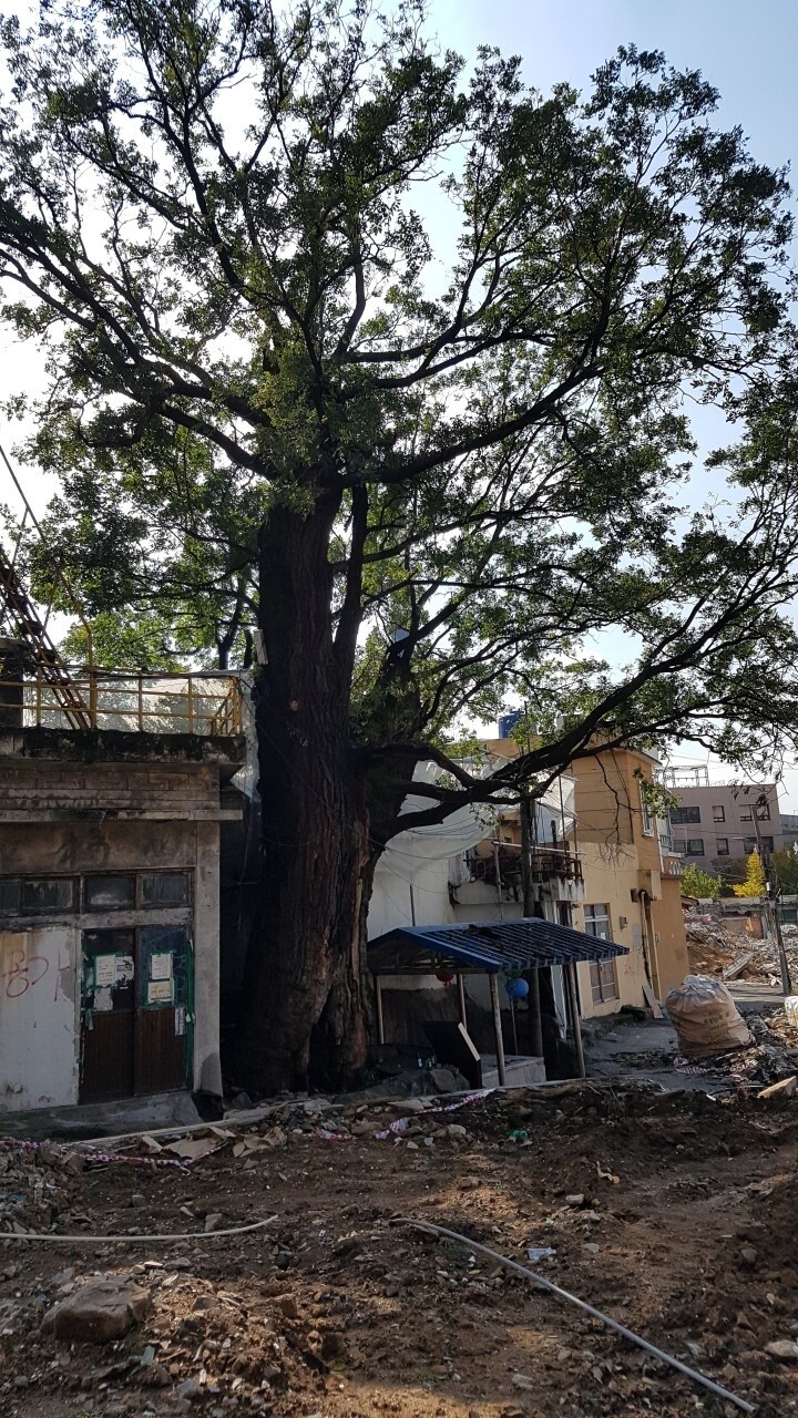 2018년 10월 부산 사상구 주례동 재개발 공사가 진행 중인 가운데 건강한 생육 상태를 보이는 ‘500살 주례동 회화나무’. 강은수 제공