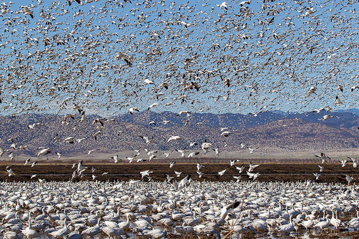 미국 새크라멘토의 겨울논에 찾아든 흰기러기떼. 2014년 2월22일 촬영. 나사 제공