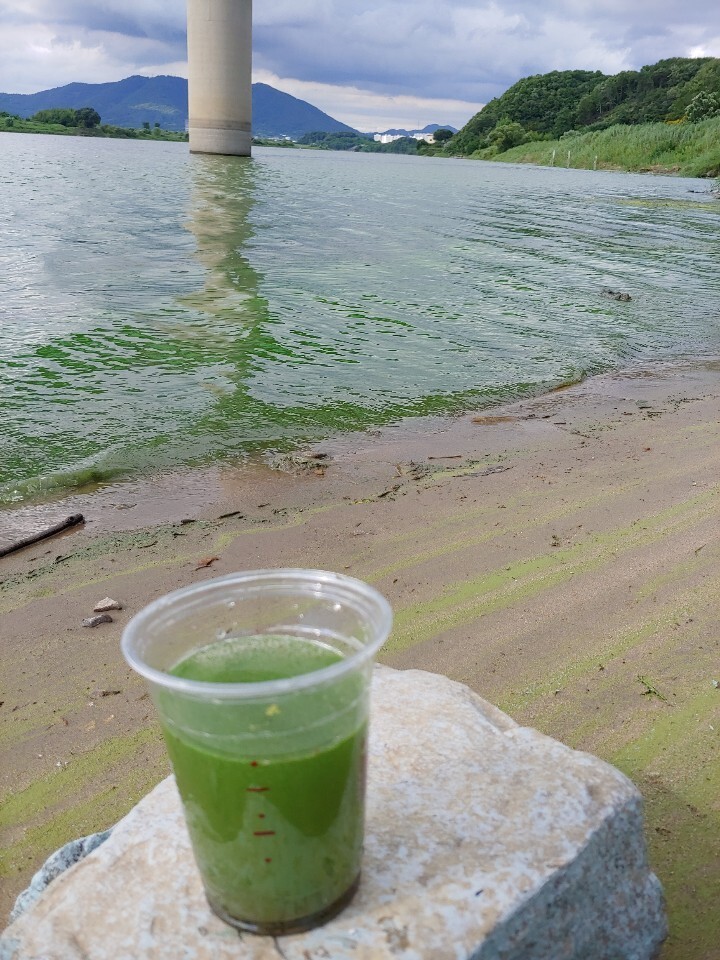 지난 11일 낙동강 합천창녕보 상류의 우곡 교 인근에서 취수한 낙동강 물. 녹조로 초록색이 선명 하다. 경남환경운동연합 제공