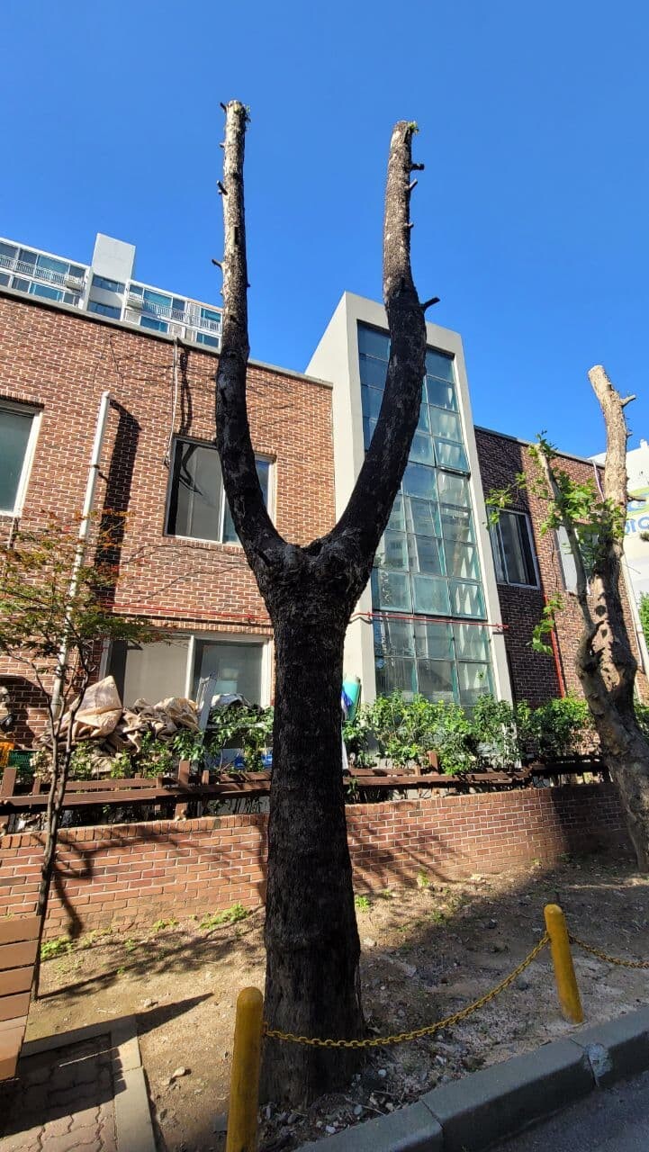 서울 구로구 한 아파트 입구에 가지와 잎이 몽땅 잘린 나무의 모습.