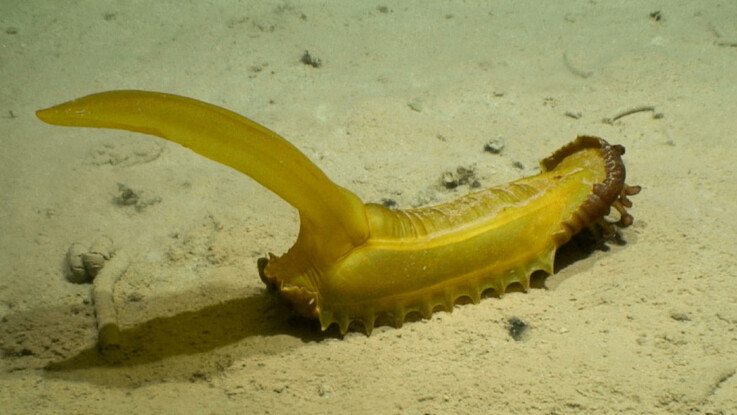 수심 5100m의 클라리온-클리퍼턴 지대(CCZ) 해저에서 사는 노란색 해삼. 다람쥐 닮은 꼬리를 지녀 ‘고무 다람쥐’라는 별명으로 불린다. 꼬리 부분을 포함해 길이가 60~80㎝에 달한다. 미국해양대기청(NOAA) 제공