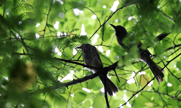 어미 직박구리와 어린 직박구리가 한 나뭇가지에 앉아 있다.