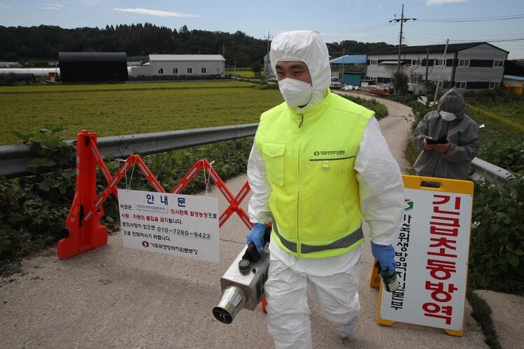 Quarantine workers section off a pig farm in Paju