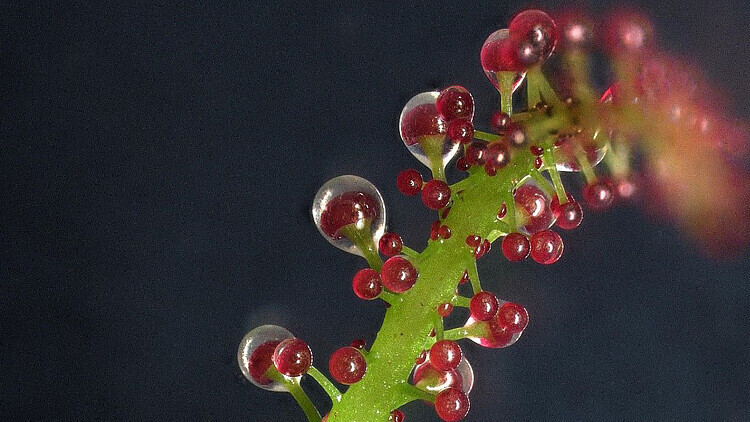 곤충을 포획하기 위해 끈끈한 액체를 분비하는 트리피오필룸 펠타툼의 식충잎.