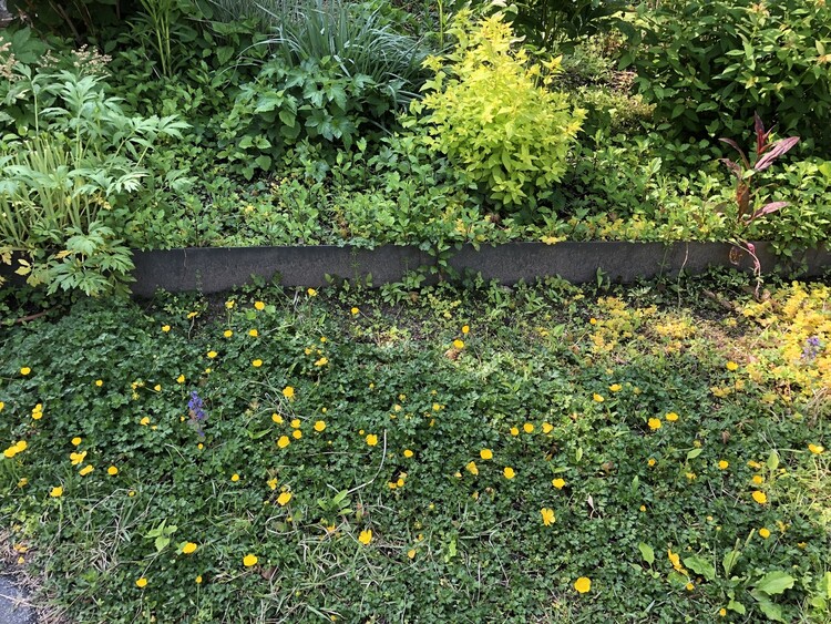 마당에 번져나가는 풀꽃들. 김진해 교수 제공