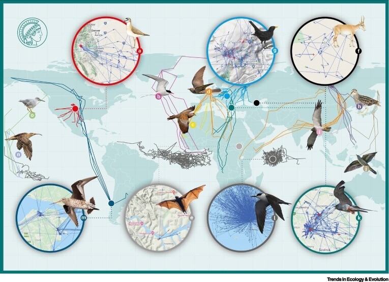 Migration routes of 15 bird species, including the Canadian Black-tailed Sandpiper (bottom left), tracked using the Icarus network.  Trends in Ecology and Evolution