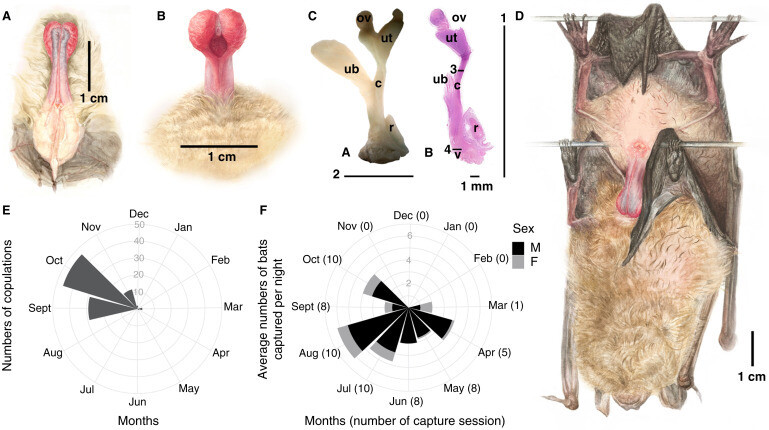 수컷 박쥐의 생식기(A, B)와 암컷 박쥐의 생식기 현미경 사진(C). D는 암컷을 뒤에서 안고 짝짓기 행동하는 수컷 박쥐의 모습이다. 니콜라스 파셀 제공