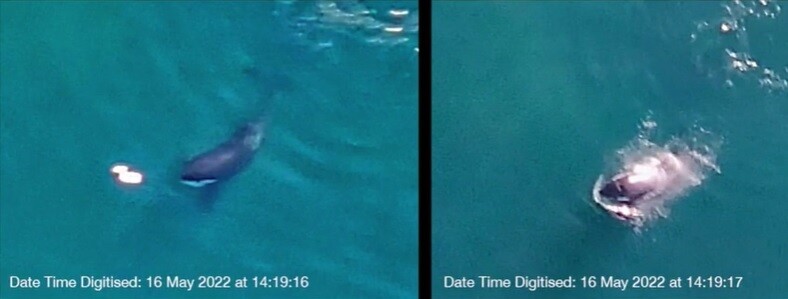백상아리 사체에서 떨어져 나온 간이 물에 뜨자 범고래가 이를 삼키고 있다. 헬기 촬영 동영상 갈무리.