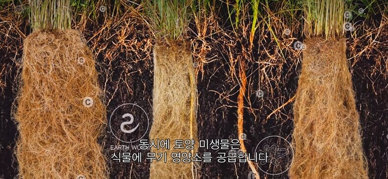 다큐멘터리 <대지에 입맞춤을>(Kiss the Ground)은 ‘무경운 농법’을 강조한다. 넷플릭스 화면 갈무리