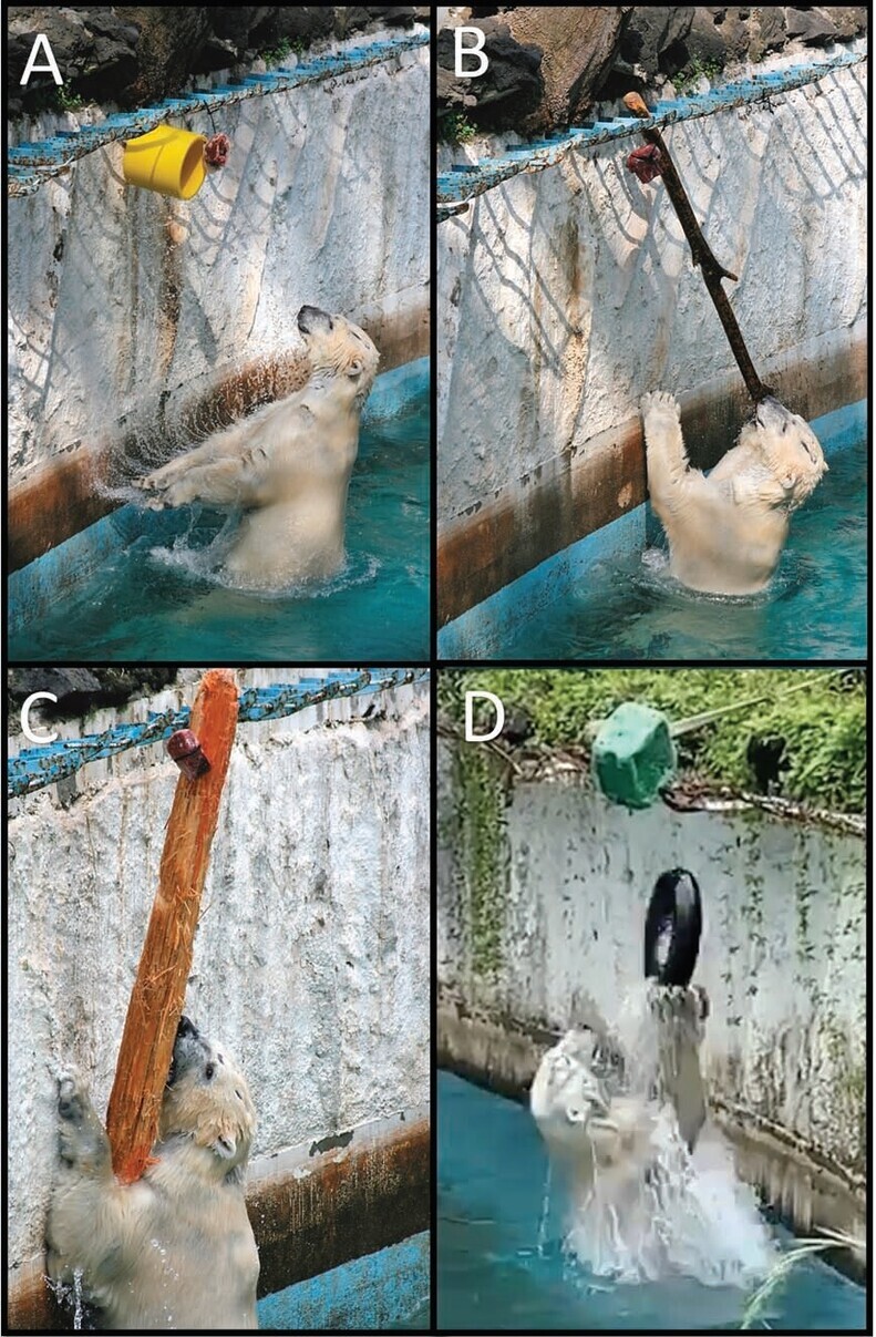 GoGo, a male polar bear at the Tennoji Zoo in Osaka, Japan, uses tools to fetch food that's out of his reach. (provided by the Tennoji Zoo)