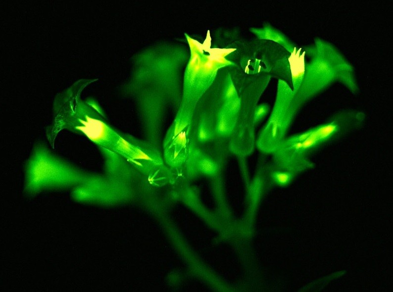 유전자 조작 발광식물은 꽃뿐 아니라 식물의 모든 부위에서 빛이 난다. planta 제공
