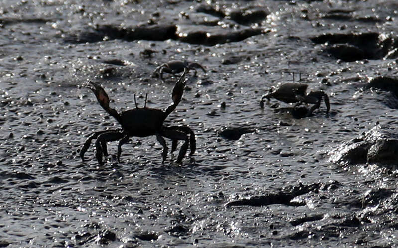 A Japanese ghost crab on a mudflat in Sinan County, South Jeolla Province (Park Jong-shik/The Hankyoreh)