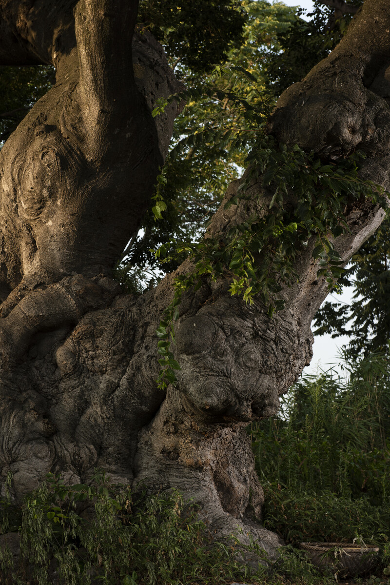 2018년 8월10일 이재각 사진작가가 찍은 ‘하제 팽나무’의 밑동. 이재각 제공
