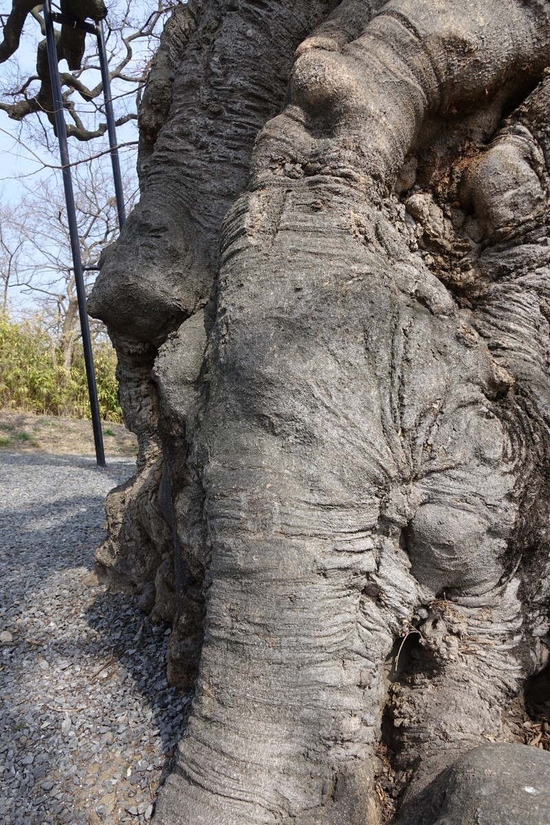 ‘하제 팽나무’의 밑동. 마치 큰 코끼리의 코 주름 같다. 김양진 기자