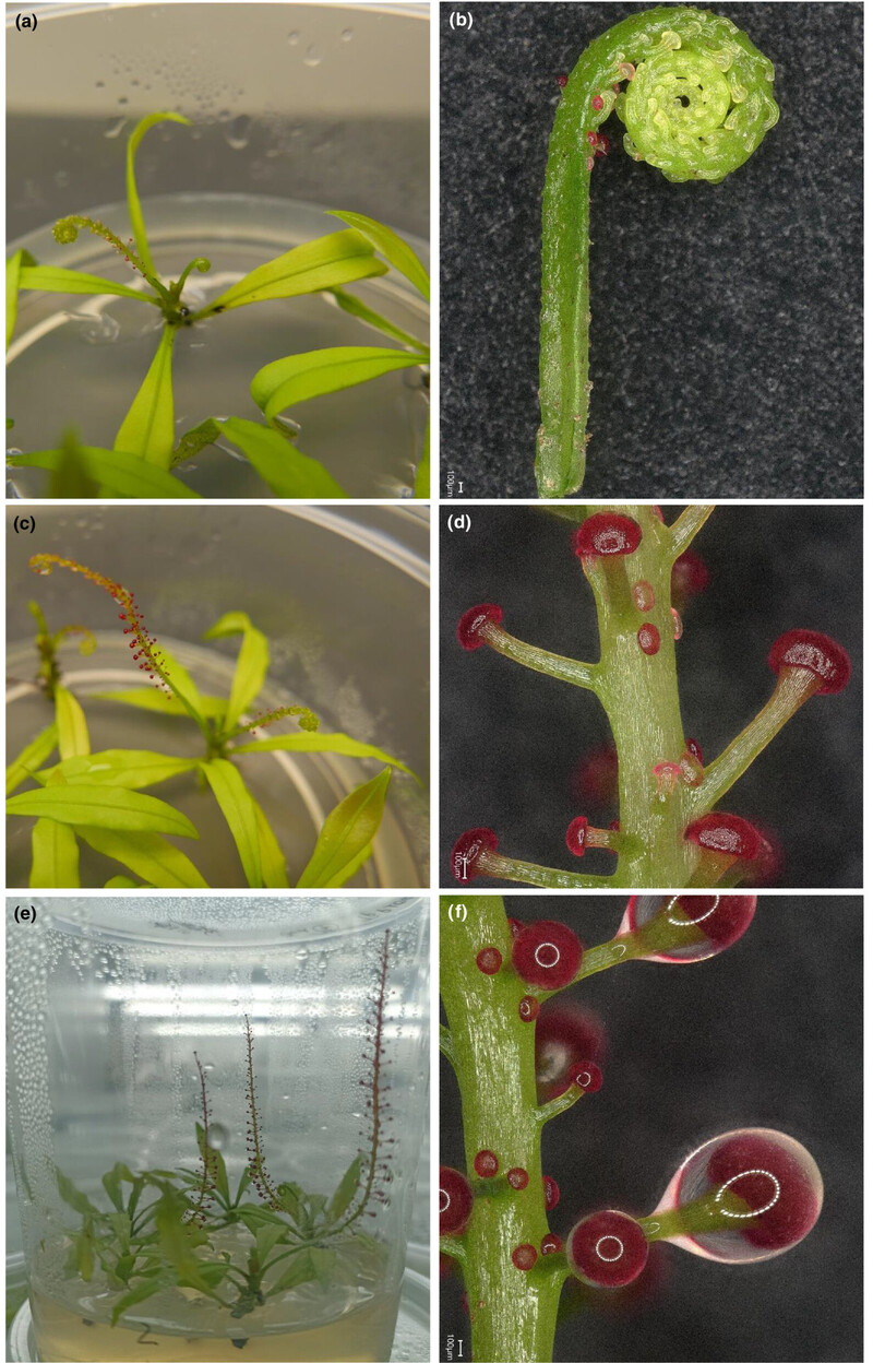 트리피오필룸 펠타툼이 식충 선엽 발달 단계(a~f). 처음엔 잎 끝이 둥글게 말리는 것이 특징이며, 1~2주 후 분비샘에서 끈적끈적한 액체를 분비한다. New Phytologist