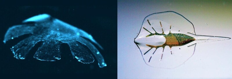 Artificial jellyfish (left) and artificial rays created by researchers at Harvard University using heart muscle cells from mice.  provided by harvard