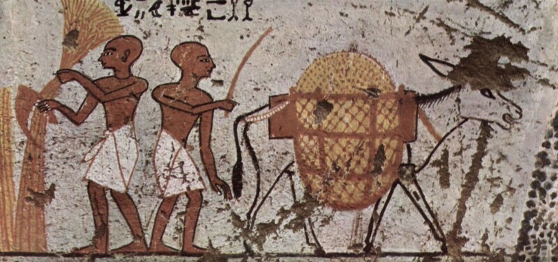 기원전 198~1235년의 이집트 벽화에 등장한 당나귀. 어김없이 물건을 운반하고 있는 모습이다. 위키미디어 코먼스