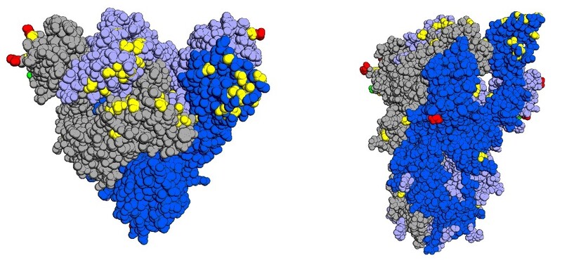 오미크론의 스파이크 단백질의 구조와 변이 위치. 빨간색, 노란색, 녹색이 변이가 일어난 곳이다. 위키미디어 코먼스