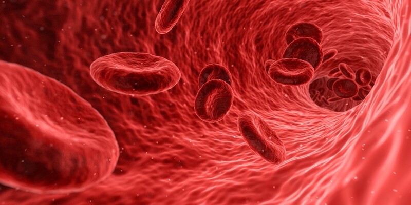 적혈구는 인체를 구성하는 세포 중 크기는 가장 작고 숫자는 가장 많다. 위키미디어 코먼스